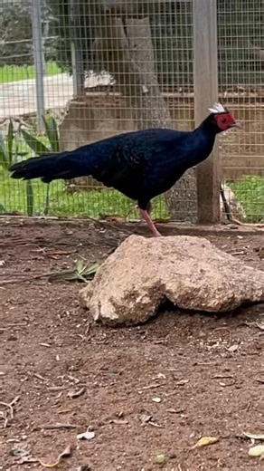Pafos Zoo on Instagram: "🐦🌿 Why Edwards’s Pheasant Needs Zoos 🌿🐦 Edwards’s pheasant (Lophura edwardsi) is one of the world’s rarest birds. Native to the forests of Vietnam, it has suffered dramatic declines due to habitat loss and intense hunting, and in the wild it is now believed to be extremely rare or possibly extinct as it has not been seen since 2000. This is why zoo breeding programmes are so important. Carefully managed conservation breeding helps maintain a healthy population, prote