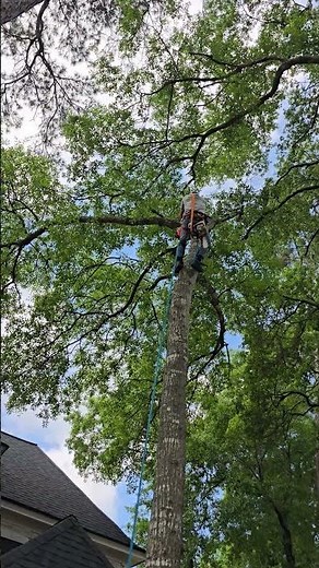 Tree pruning by Jireh Tree's wwww.jtreeservice.com 832-404-9500