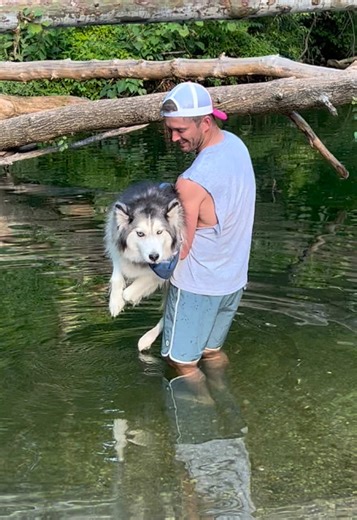 Juno practicing his doggy paddle. 🤣 #alaskanmalamute #siberianhusky #dogsoftiktok #cute #fyp