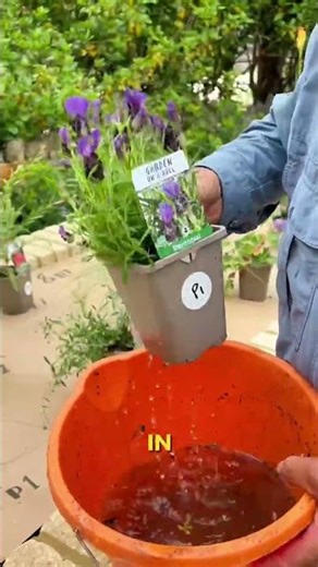 Got an empty garden and don’t know where to start?