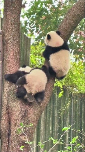 Panda’s Tree Adventure 🐼🌳 | Adorable Moment