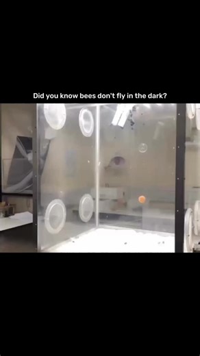explain everything on Instagram: "Bees don’t fly in the dark because their vision is highly adapted to daylight and they rely heavily on sunlight to navigate. Their compound eyes are excellent at detecting light, color, and motion during the day, but they don’t work well in low light or darkness. Bees use the sun’s position and patterns of polarized light in the sky to orient themselves, which becomes impossible at night. Flying in the dark would increase their risk of getting lost, running into