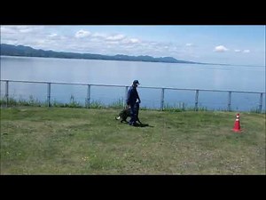 直轄警察犬の訓練～服従（行進・伏せ・遠隔）～