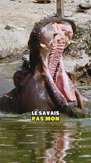 299K views · 5.5K reactions | L'hippopotame est l'une des espèces les plus agressives au monde... | César - Culture G | Facebook
