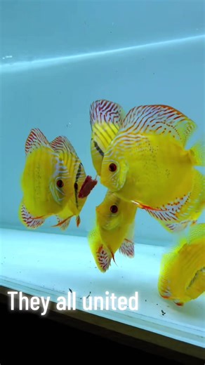 Unity in the Freshwater Aquarium: Discus Fish