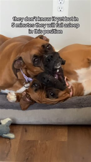 Cute Boxer Puppy on Instagram: "our boxer dogs being boxer dogs 🤪🐾"