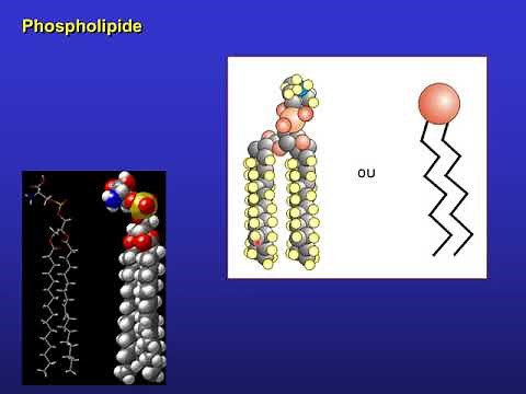 biologie cellulaire S1 (SVI-BCG) Partie 4 : composition de la cellule , transport membranaire