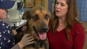 Meet our Pet of the Week! Bella is sweet and friendly and loves doggy friends! | Spectrum News 1 Texas