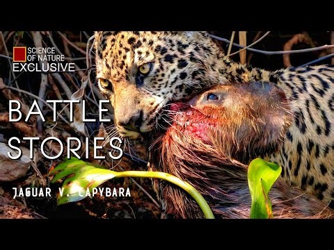 Epic Shot of a Female Jaguar Killing a Big Capybara | Battle Stories #Exclusive