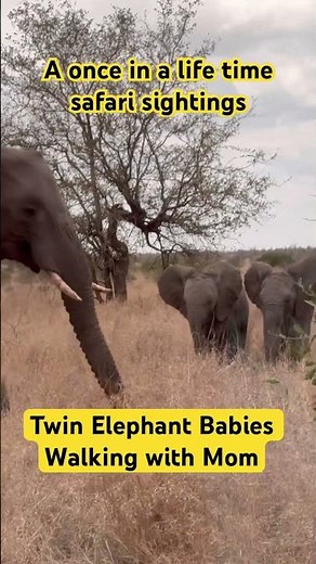 Twin baby elephants walking with mom ❤️
