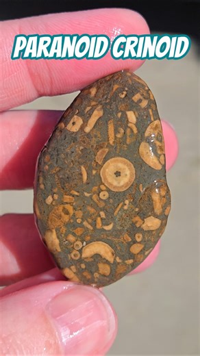 Detailed crinoid fossil soup, in blue! #fossil #crinoid #Michigan #rocks #rockhounding #coolrocks