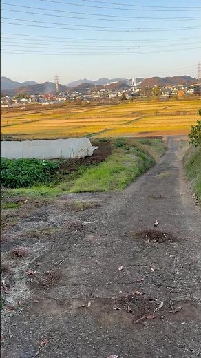 伊勢原市にある小田急小田原線が見える絶景スポット🏞#shorts