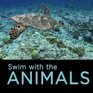 Dive under the water and see the coral reefs of Palau! 🐠 You can watch this virtual field trip in your classroom anytime: http://bit.ly/2mF3ZDs | WeAreTeachers