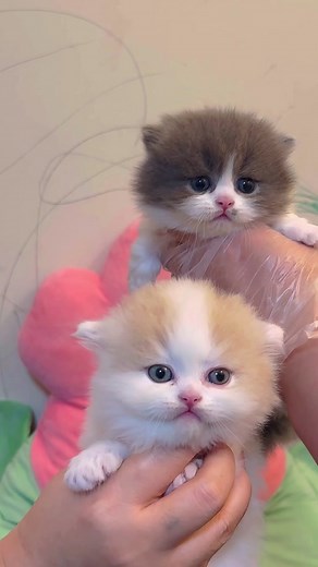Super Cute Kittens Compilation | Adorable Cat Videos