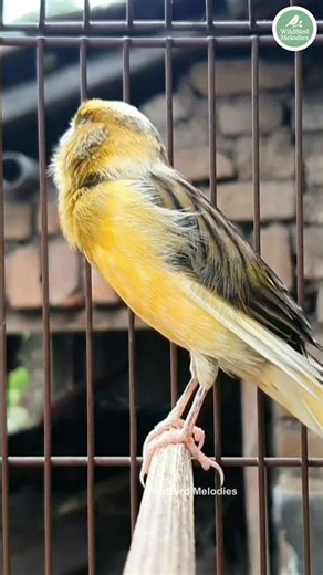 Relaxing Bird Sounds ASMR | Nature Chirping Compilation #BirdSounds #canary #birdsong #birds