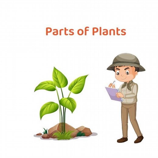 Parts of Plants || Root and Shoot (Stem, Leaves, Flower, Fruits) || #education #knowledge #biology