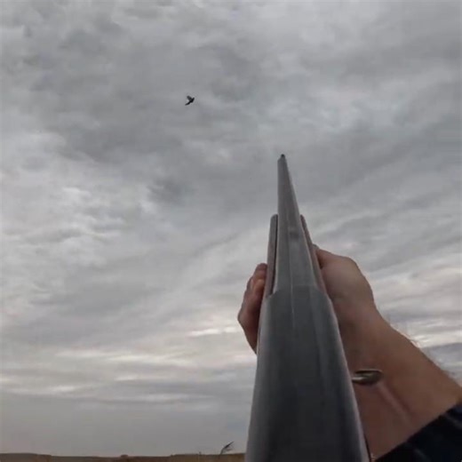 Hunting with a 1960's Breda Atlas