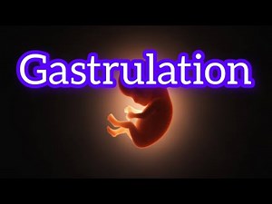 Gastrulation