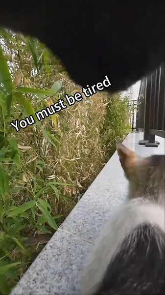 Cat Shadow Tracker: Understanding Feline Behavior