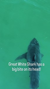 Life as a white shark is pretty tough! Check out this one with a big bite on its head and a missing pic fin. | The Malibu Artist