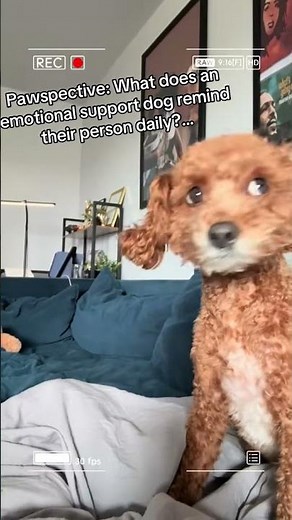 What does an emotional support animal do?