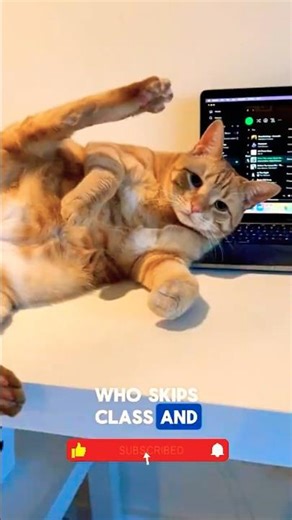 Dog vs Cat Which Pet Is Actually Smarter?
