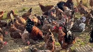 Repost Understanding Chicken Communication 🐔💬 1. Vocal Cues & Responses 🗣️ Chickens are very vocal animals, using distinct sounds to express emotions, alert others, or communicate needs. Recognizing and interpreting these vocal cues is essential for effective poultry management. 🧠 Common Chicken Sounds & Meanings 🐓💬 1. Clucking (soft, rhythmic) 🐓💆‍♀️: Contentment or guiding chicks. 🌼 Allow them to continue undisturbed. 😌 2. Loud Clucking / "Egg Song" 🐓🥚: Announcing egg laying or prid