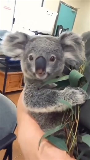 😙Koala life 🌳 #KoalaCuteness #KoalaVibes #KoalaLove #KoalaLife #KoalaAdventures #KoalaKraze #SnuggleWithKoalas #KoalaDreams #KoalaCutie #KoalaGoal | Koala The Survivor