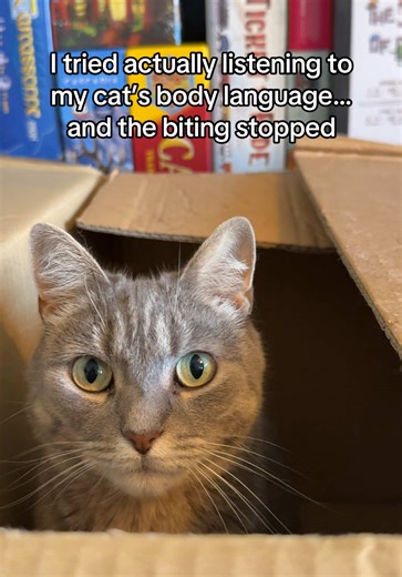 Understanding Cat Bites: Decoding Your Cat's Behavior