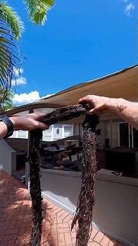 First a tree root snake then a mystery box in the garden😆