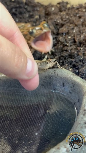 Besides being super active and totally adorable, our Egyptian Green Toads LOVE to eat and will happily hand feed from us. 🐸 Although, sometimes they miss and gotta try again...like this little guy! 😁 Don't you just want a whole colony of them? #cute #toad #amphibians #cuteanimals #fun #Thursdayvibes #food | The Tye-Dyed Iguana