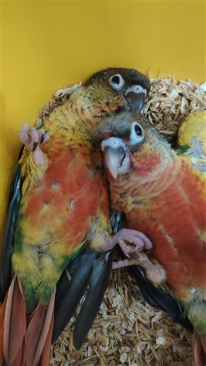 Cute Green Cheek Conure Chicks Rosy and Jasper ☺️🦜✨ #vibrantbirds #cutepets