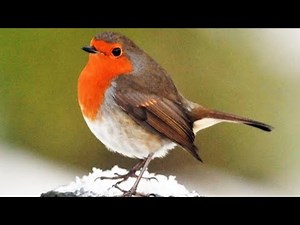 Robin Birds Chirping and Singing - Beautiful Bird Sounds and Natural Bird Song