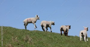 jumping joyful lambs enjoying life and playing under blue sky