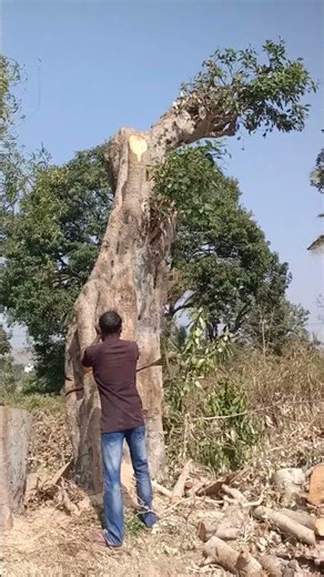 tree falling using paar #shorts