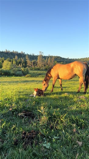 Secret Springs Ranch (@secretspringsranch)’s videos with Leavin’ On Your Mind - Patsy Cline