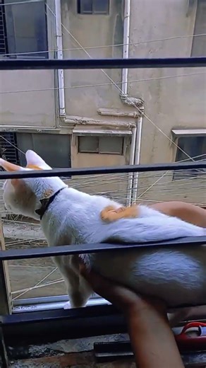 #viralclips #trending