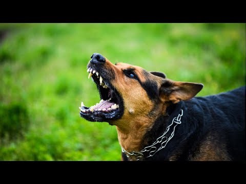 Dog Barking Sound Effect (1 Hour) for Home Security or Training