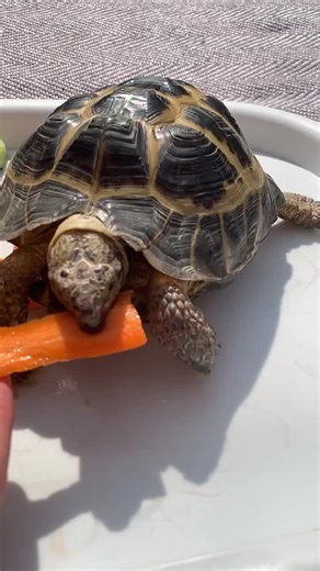 Carrots 🥕 and cucumber 🥒 some aggressive munching #tortoise #petsoftiktok #amsr #reptilesoftiktok #eating