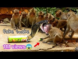 Real Monkeys fake Snake Prank🐍vs🙉Very Funny Clip Prank Monkey Babie