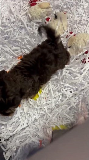 Yorkie poo puppies !