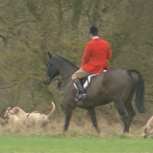 45K views · 214 reactions | Is the fox hunting ban working? | BBC Norfolk | Facebook