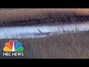 Video Shows Rare Shark Sighting In Cape Cod | NBC News NOW
