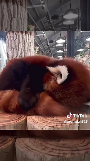Red Panda Using Tail as Pillow - Adorable ASMR Video