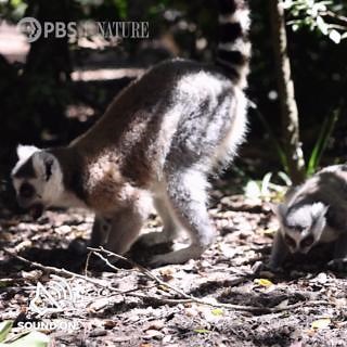 Did you know? Ring-tailed lemurs have tails that are longer than their bodies and help them balance while moving through the forest. | Nature | PBS