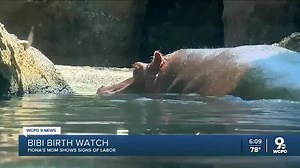 Bibi birth watch: Cincinnati Zoo says Fiona's mom shows signs of labor