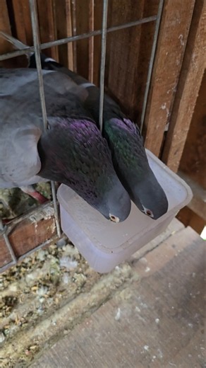 Thirsty pigeons given medicated water #pigeon #pets