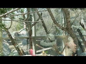 Road Runner Bird Runs & Hops in Desert at NC Zoo