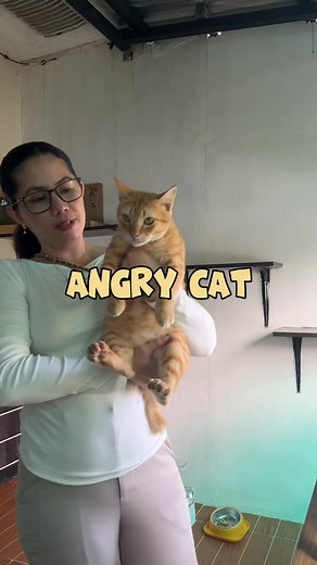 43K views · 2.7K reactions | ANGRY CAT KUYA NORI HIHI.." | Team Fifi | Facebook