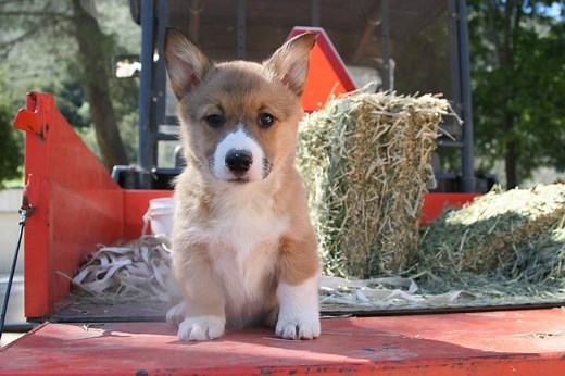 Are Corgis Smart? - Here's Why They're Super Intelligent